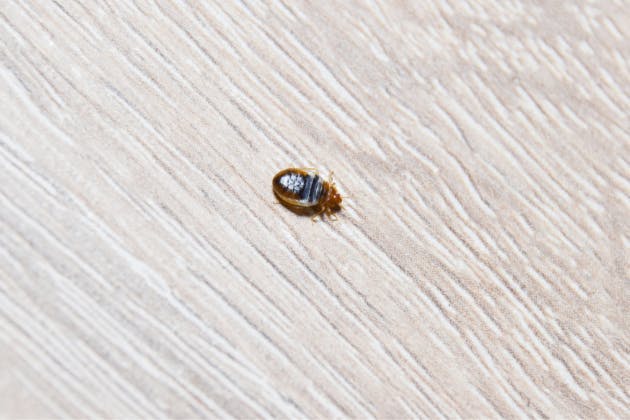 signs of a bed bug infestation