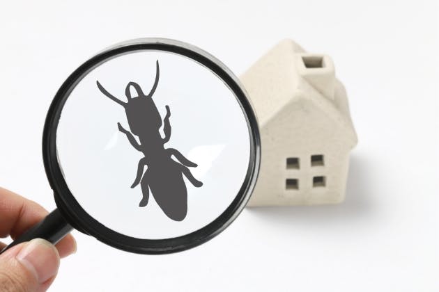 Pest Control Services in Portsmouth