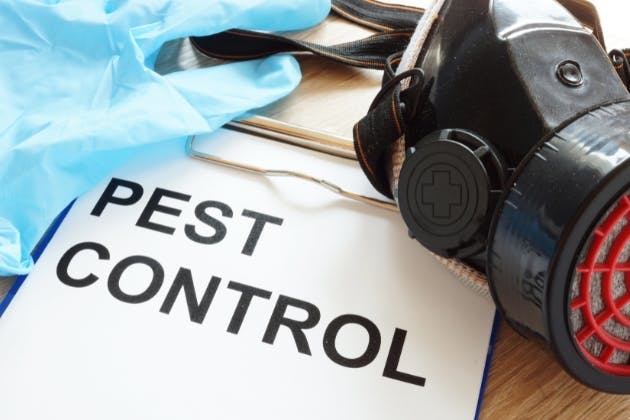 Pest Control Portsmouth