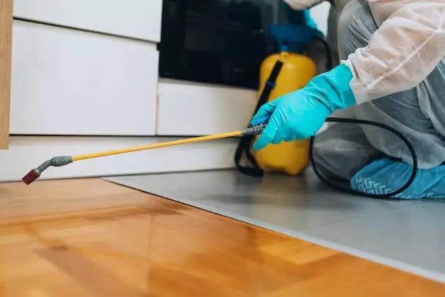 get rid of ant infestation hampshire
