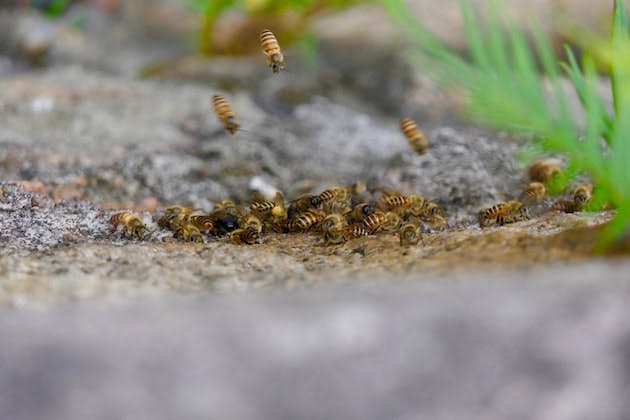 wasp infestation portsmouth