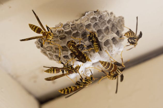 top myths about wasps