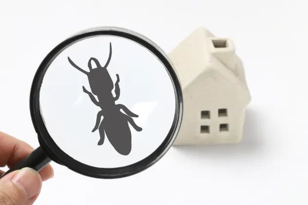 does mould attract bugs