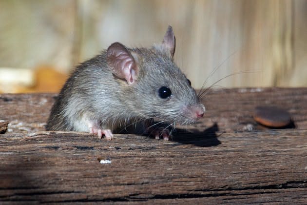 rodent control gosport