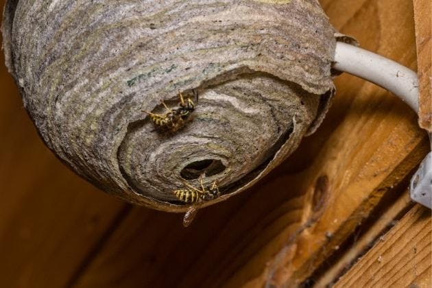Wasp Nest Removal Portsmouth