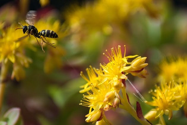 wasp control hampshire