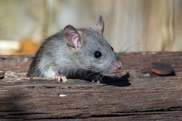 rodent removal gosport