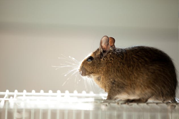 common types of rodents