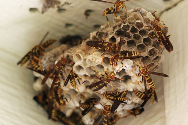 can wasp nest damage my property?