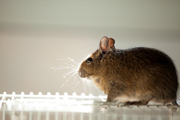 Professional Pest Control is Essential for Commercial Properties