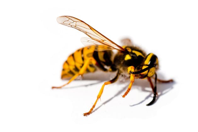 dangers of wasp infestations