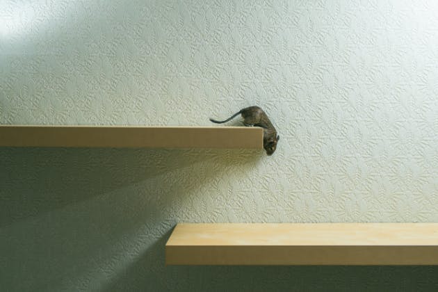 how to protect your home from rodents