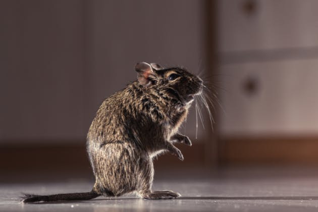 Effective Strategies for Rodent Prevention in Urban Areas