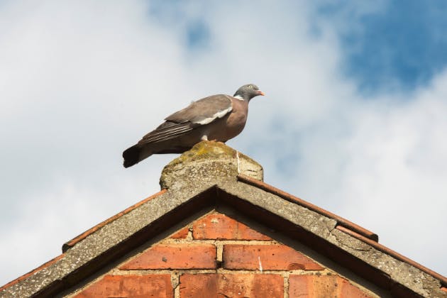 why bird proof solar panels