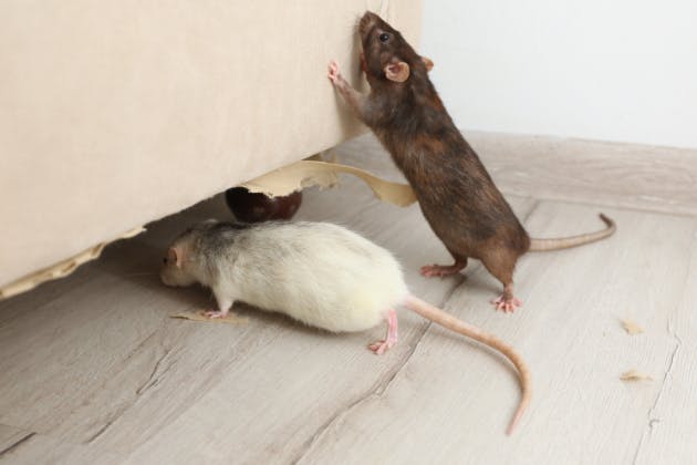 signs of rodent infestation