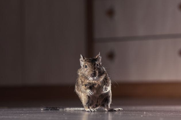 Commercial Rodent Control for Businesses in Hampshire