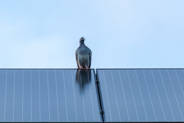 How to deal with pigeons nesting on my solar panels?