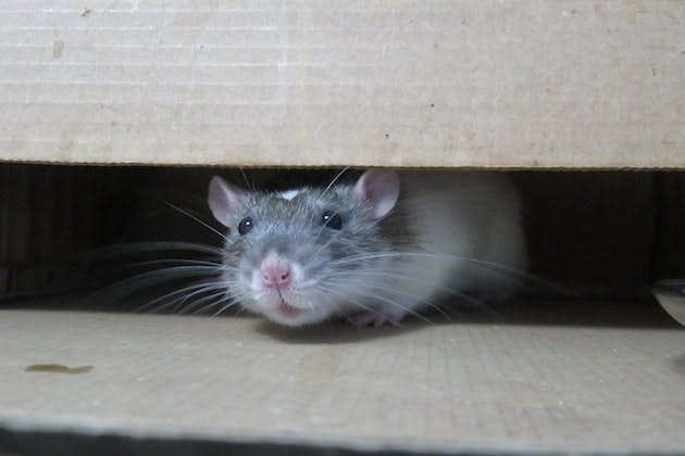 ways to get rid of a rats nest