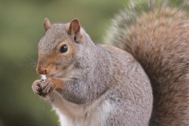 Reasons Squirrels Come Into Your Home