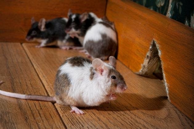 How to Deal With Mice In Your Home