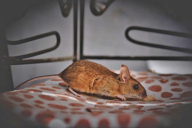 How to prevent mice infestations