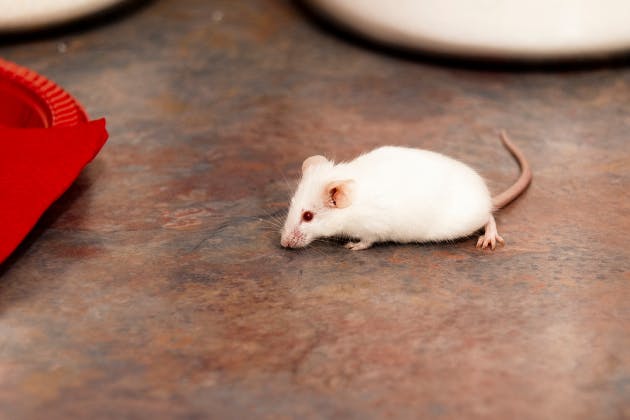 3 steps to get rid of mice in your house