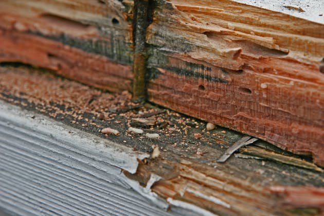 Preventing Pest Infestations During Home Renovations and Construction