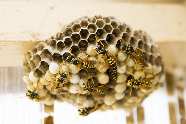 Signs that you may have a wasp infestation in your home