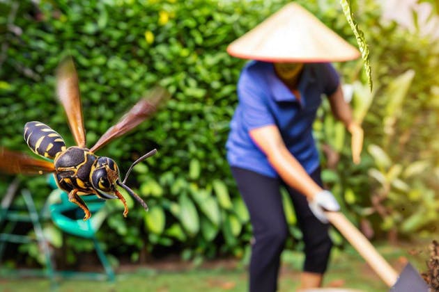 A Guide To Wasp Nests