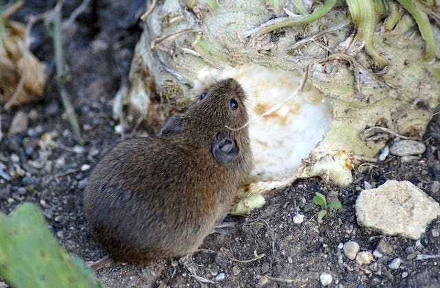 Why does the cold weather attract rodents?