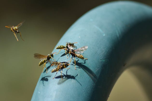 Things to Know About DIY Wasp Removal