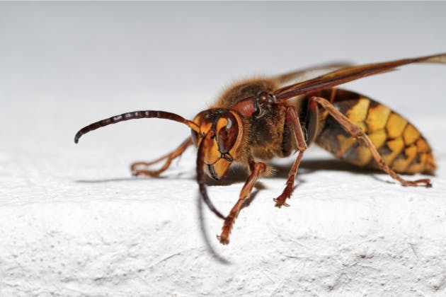 The Importance of Professional Wasp Removal