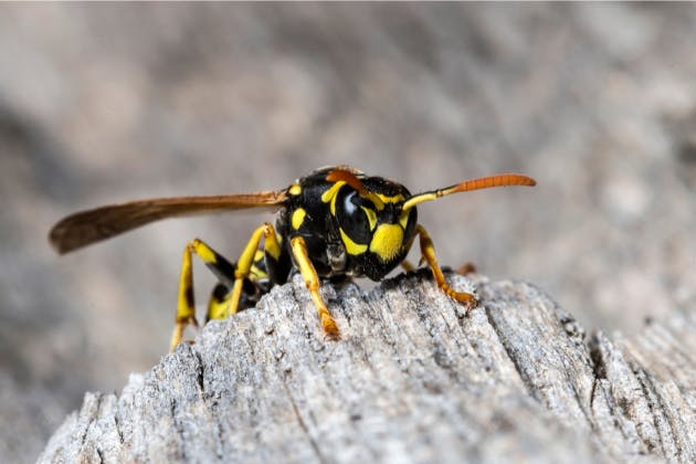 Why you should remove wasp nests quickly