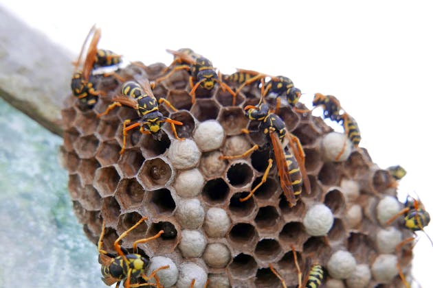 Wasp Nest Removal FAQs