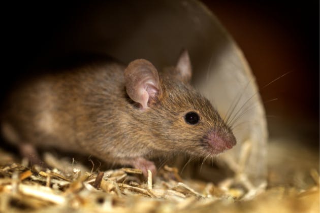 What to do when you find a rat in your home