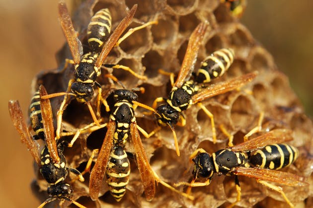 What Happens If You Don’t Remove Wasp Nests