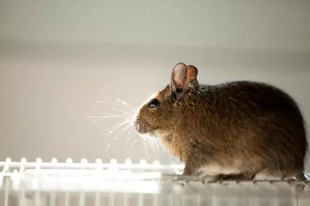 Examining the Rise of Urban Pests in UK Homes