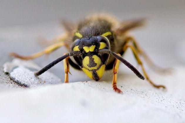 wasp nest removal portsmouth