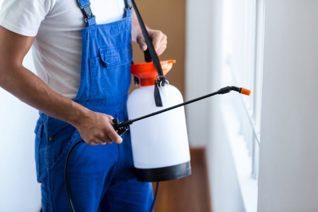 The Hidden Costs of DIY Pest Control