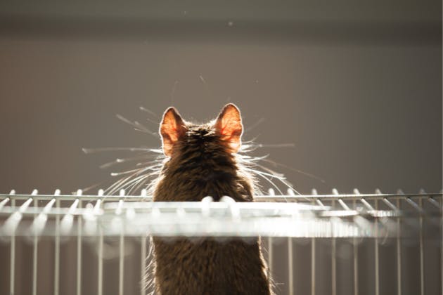 The Hidden Dangers of Rodents