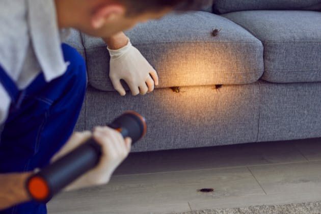 How Seasonal Changes Affect Pest Activity Around Your Home