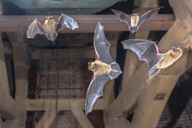Attic Invaders: Stopping Bats, Squirrels & Birds Before They Nest