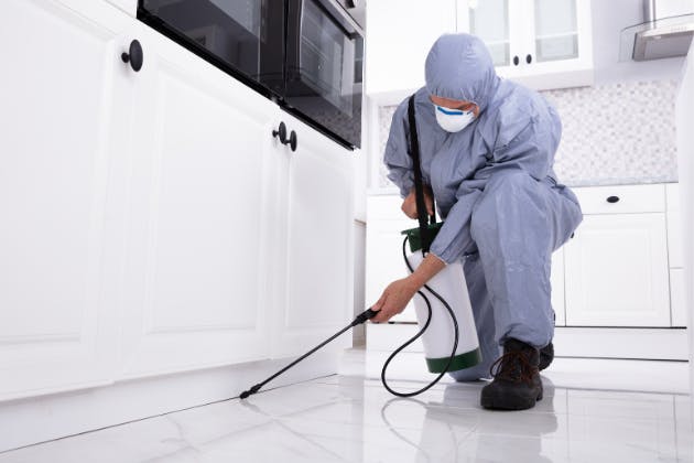 Is It Safe To Stay Home During Pest Control Treatment