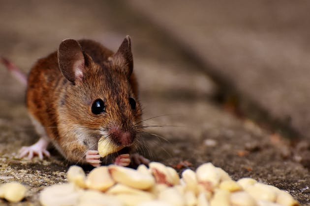 What Foods Attract Rodents Into Homes The Most