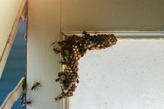 How Dangerous Is DIY Wasp Removal?