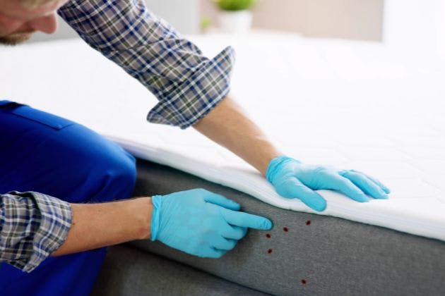 How Do I Spot The Early Signs Of Flea Infestation?