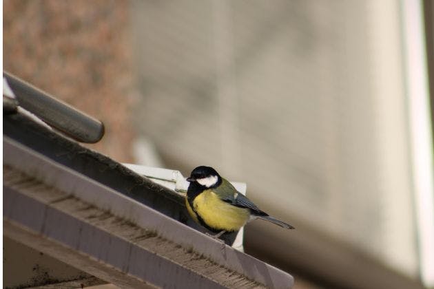 Can Bird Proofing Prevent Gutter Blockages