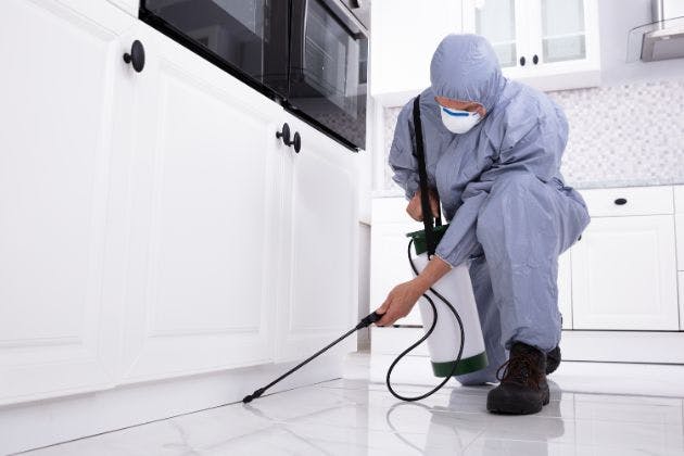What To Expect From An Emergency Pest Control Callout