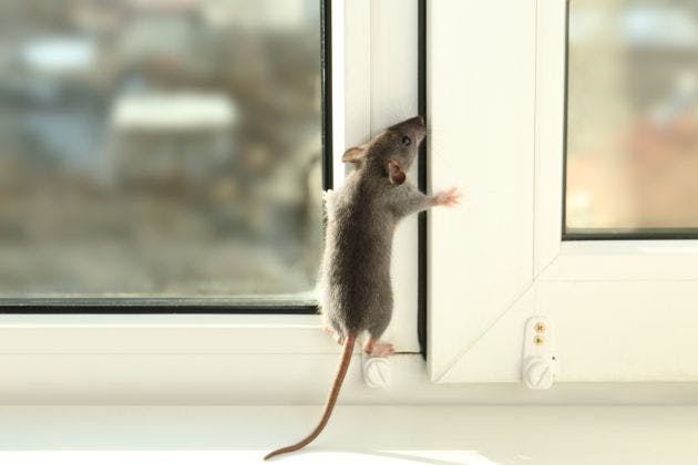How Do I Know If Rodents Are Hiding In My Walls?