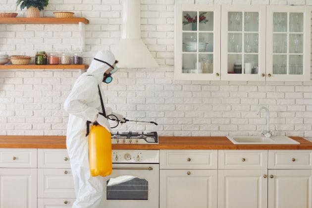 Can Pest Control Services Prevent Future Infestations